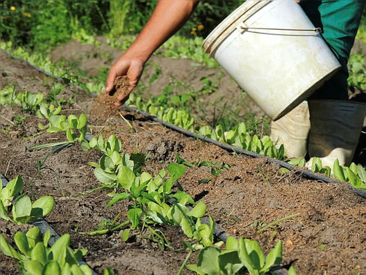 Manejo da erva-cidreira pode ser feito em jardins e vasos