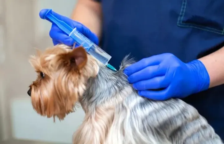 Cachorro sendo vacinado para se prevenir da raiva