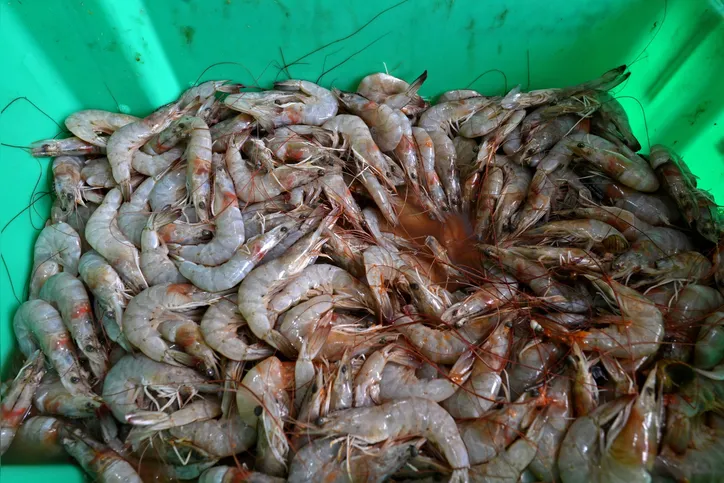 Camarão é um principais ingredientes dos pratos do RéRestaurante