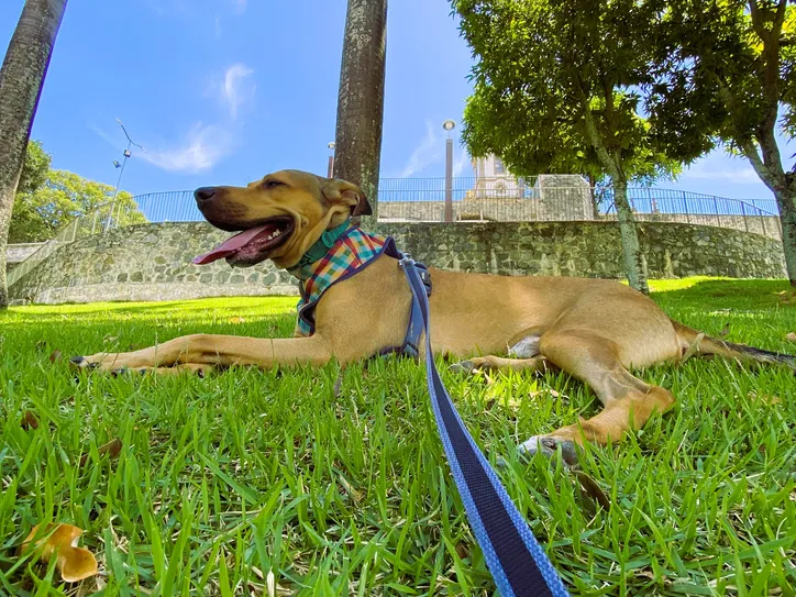 Nemo é vacinado sempre no prazo certo e já está com 5 anos