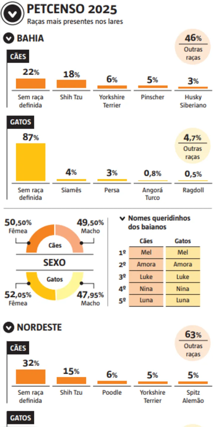 Imagem ilustrativa da imagem Vira lata é o queridinho dos baianos
