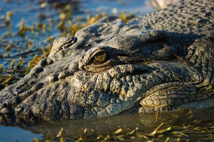 Durante a Segunda Guerra Mundial, milhares de soldados japoneses foram devorados por crocodilos no local