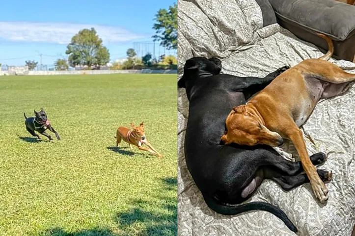 Imagem ilustrativa da imagem Bagunça pet: tutora flagra cachorra na máquina de lavar
