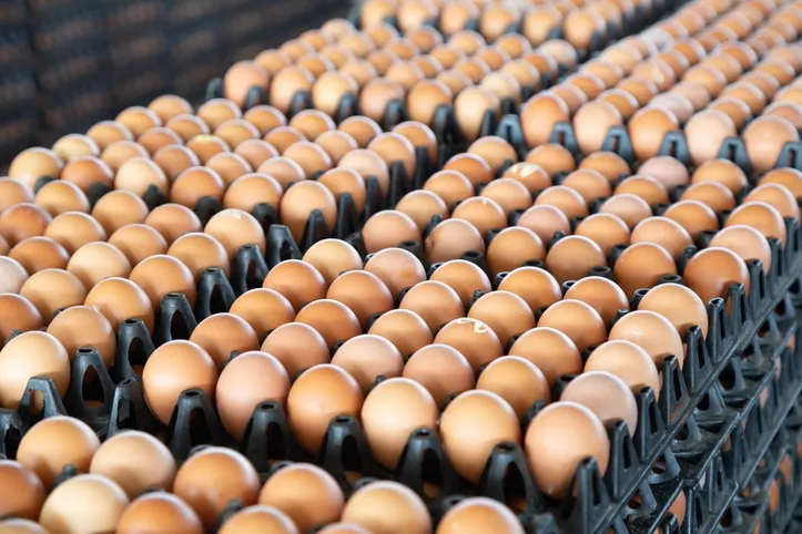 Produção de ovos de galinha alcançou 127,7 milhões de dúzias