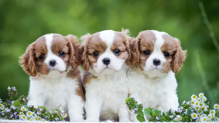 Imagem ilustrativa da imagem Cães que parecem filhotes para sempre: 7 raças que ganham pela fofura