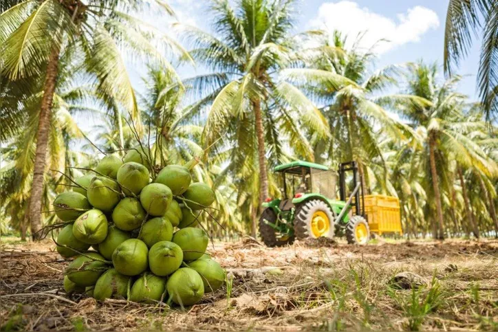 Petrolina, no Sertão Pernambucano, produz uma média de 61 mil frutos por ano, por hectare