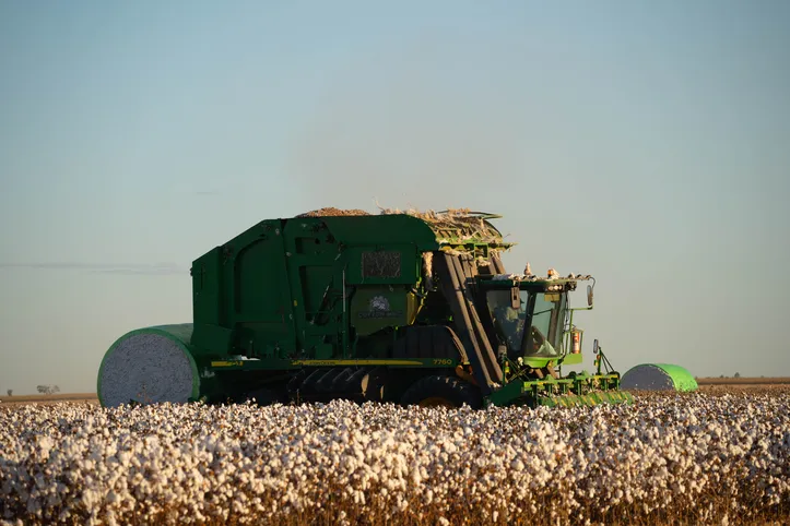 Estado é o segundo  maior cotonicultor do Brasil