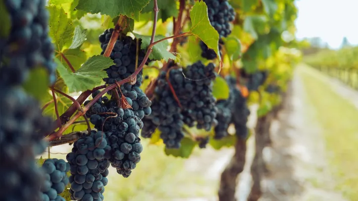 O município é referência nacional em fruticultura irrigada, com ênfase na produção de manga e uva.