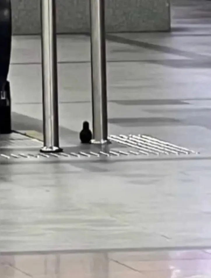 Imagem ilustrativa da imagem Bala de gengibre, mala vazia e chaveiro: as ameaças de bomba em Salvador