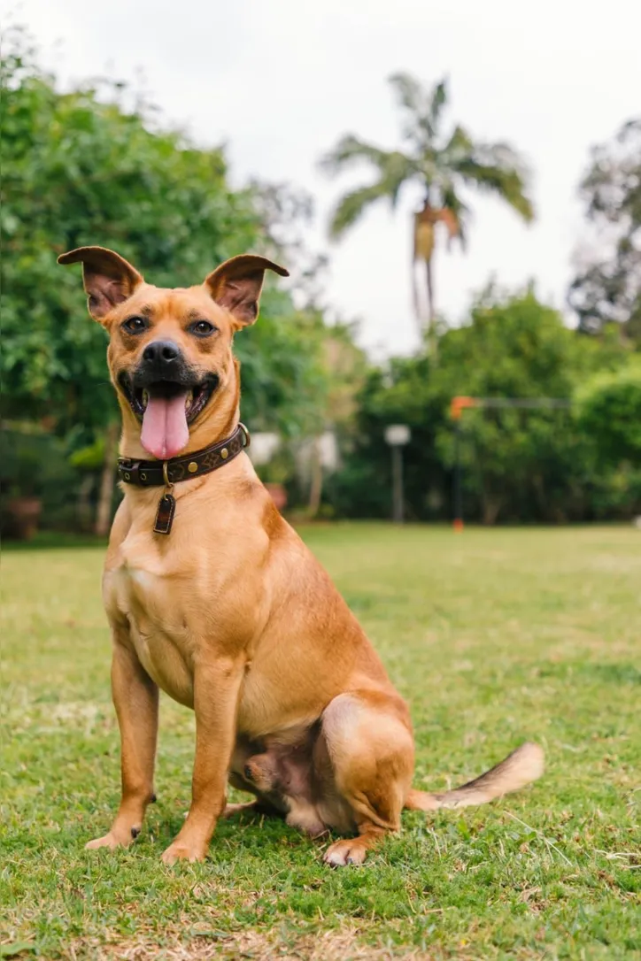 Cachorro Amendoim que interpretou Caramelo no filme