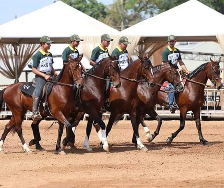 Imagem ilustrativa da imagem Fenagro 2025: conheça os cavalos que movem o agronegócio baiano