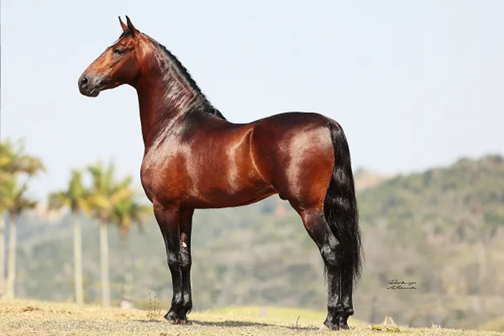 Imagem ilustrativa da imagem Fenagro 2025: conheça os cavalos que movem o agronegócio baiano