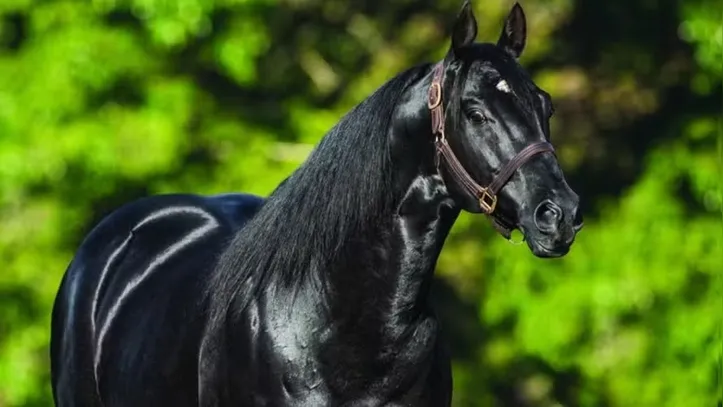 Imagem ilustrativa da imagem Fenagro 2025: conheça os cavalos que movem o agronegócio baiano