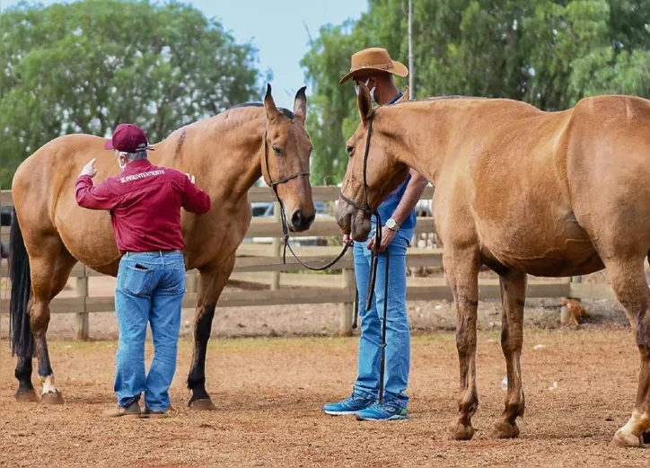 Imagem ilustrativa da imagem Fenagro 2025: conheça os cavalos que movem o agronegócio baiano
