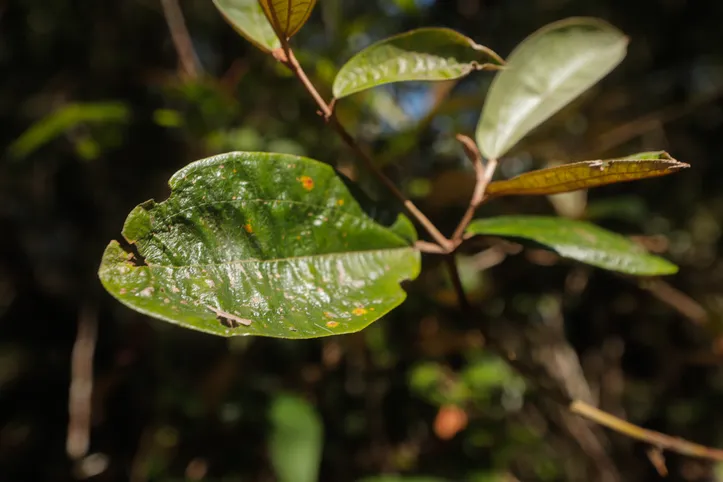 Planta canela-de-velho