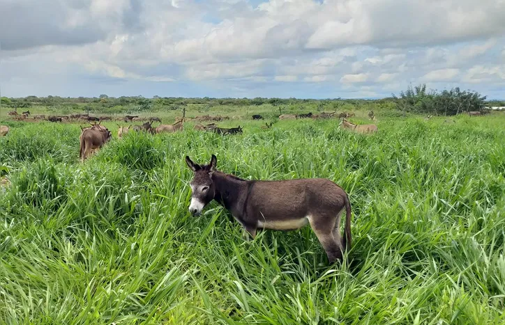 Imagem ilustrativa da imagem Jumentos: entre o abandono e a revalorização