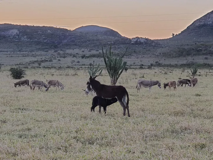 Imagem ilustrativa da imagem Jumentos: entre o abandono e a revalorização