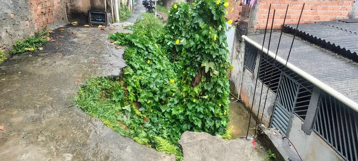 Jefferson utiliza de plantas e mato para diminuir as chances de um novo deslizamento