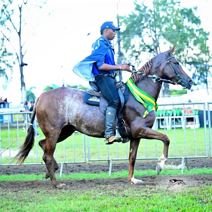 Égua Mangalarga Paulista Bella BBF, Geande Campeã de Marcha na Fenagro 2024