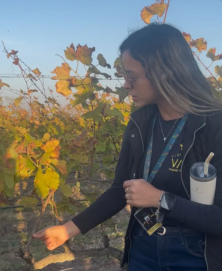 Rafaela Lacerda, enóloga da Vaz, explica o rigor técnico por trás da colheita