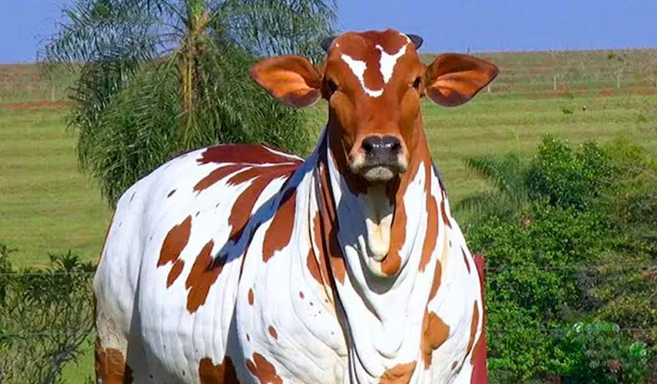 Imagem ilustrativa da imagem Nelore, Gir e Girolando: conheça as estrelas bovinas da Fenagro 2025