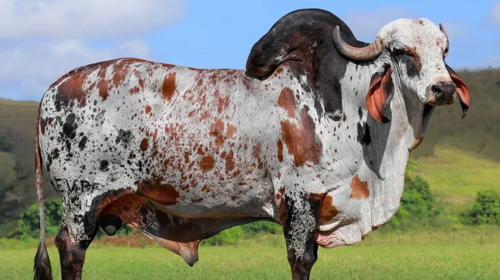 Imagem ilustrativa da imagem Nelore, Gir e Girolando: conheça as estrelas bovinas da Fenagro 2025