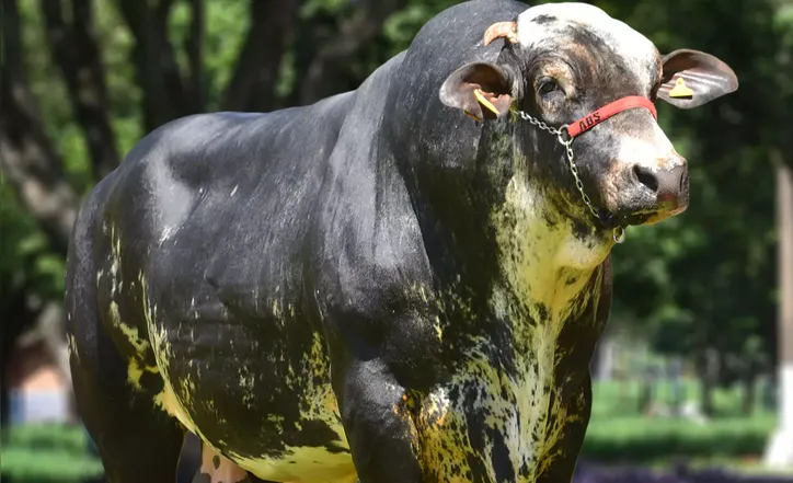 Imagem ilustrativa da imagem Nelore, Gir e Girolando: conheça as estrelas bovinas da Fenagro 2025