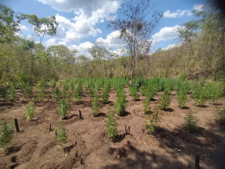 Polícia Federal erradica plantio ilegal de maconha em terras indígenas
