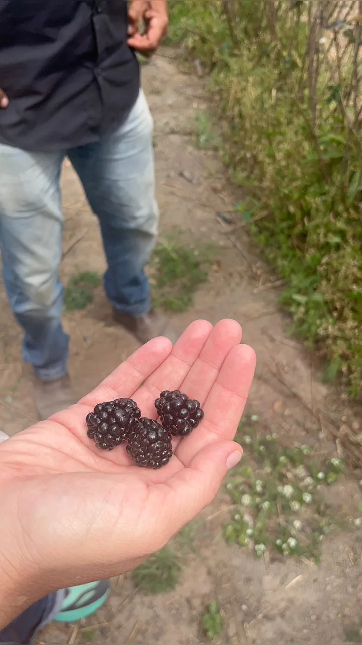 Imagem ilustrativa da imagem Pioneirismo: sítios impulsionam turismo com produção inovadora de frutas vermelhas