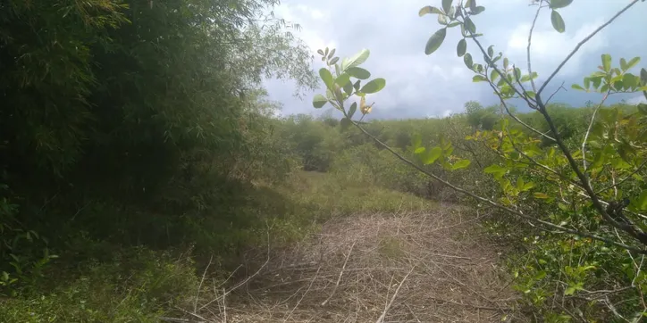 O desmatamento do manguezal é um dos problemas causados pela fábrica
