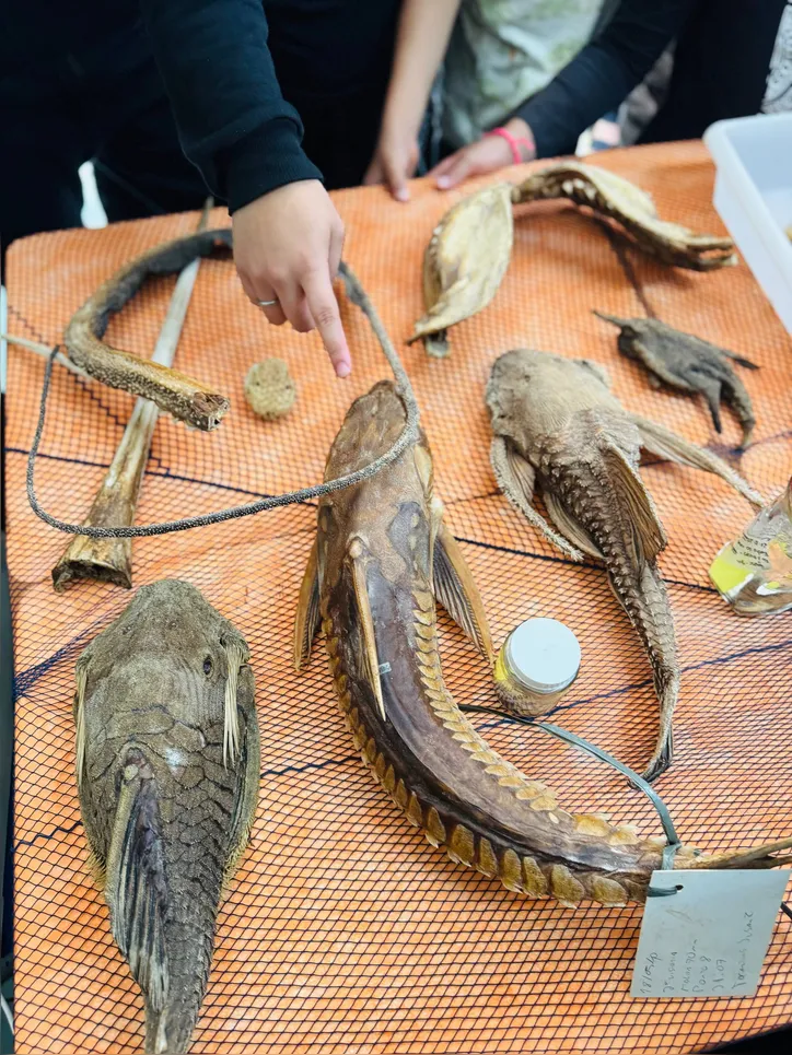 exposição de animais marinhos