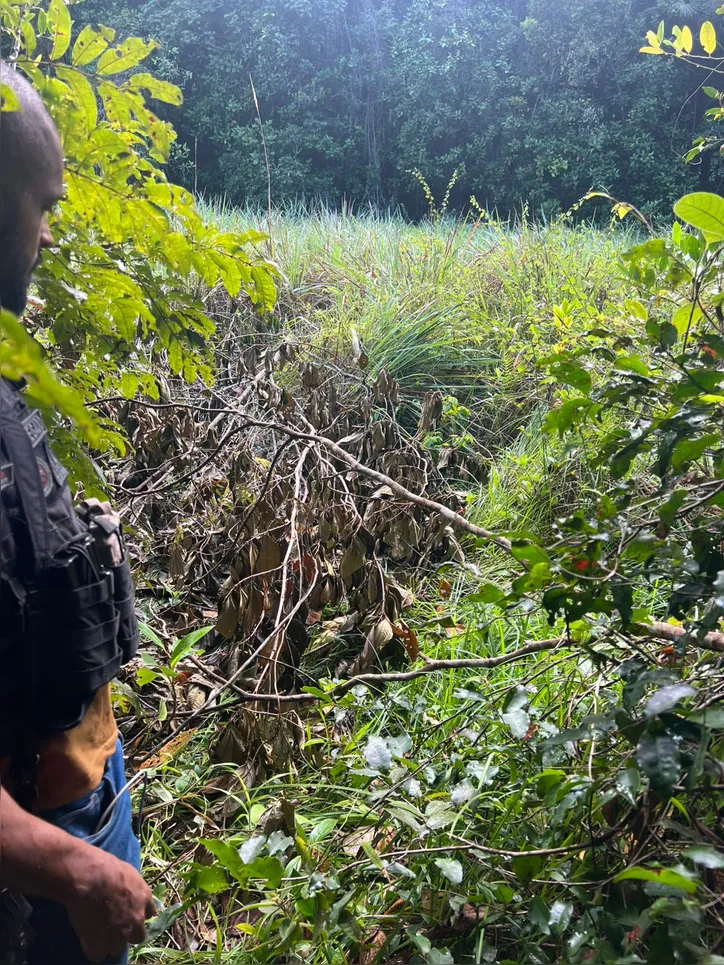Corpos de jovens estavam em córrego cobertos por folhagens