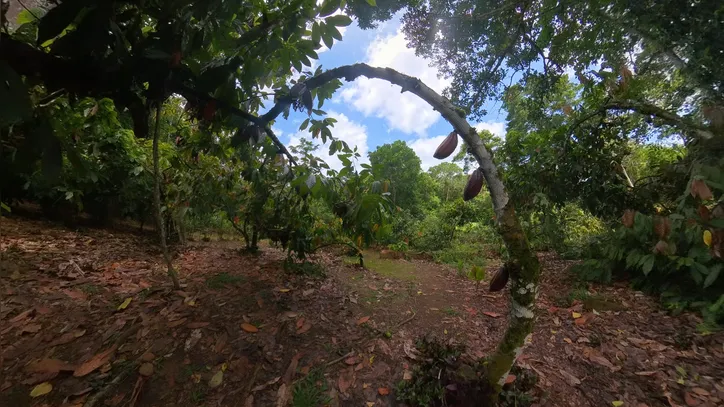 Fazenda que produz cacau