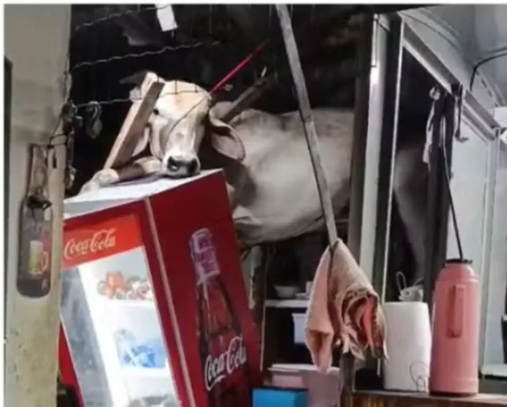 Vaca caiu dentro do bar Rancho do Vaqueiro