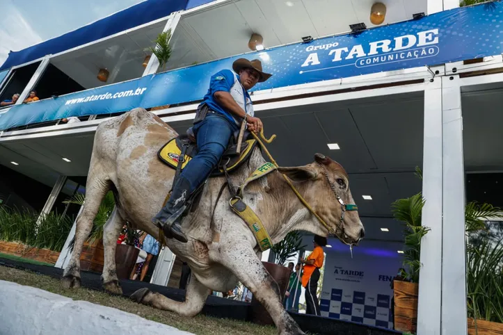 Imagem ilustrativa da imagem Bolsonaro foi o mais difícil de ser domado: saiba como os bois são adestrados