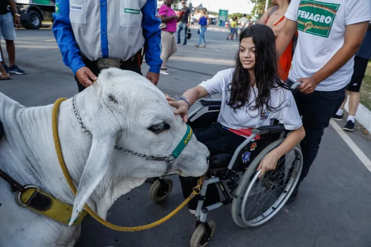 Imagem ilustrativa da imagem Bolsonaro foi o mais difícil de ser domado: saiba como os bois são adestrados