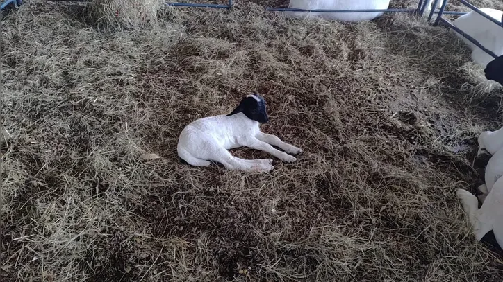 Fernanda nasceu no dia 1ª de dezembro