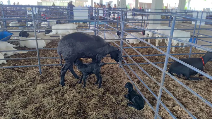 Outros três nascimentos marcaram a Fenagro