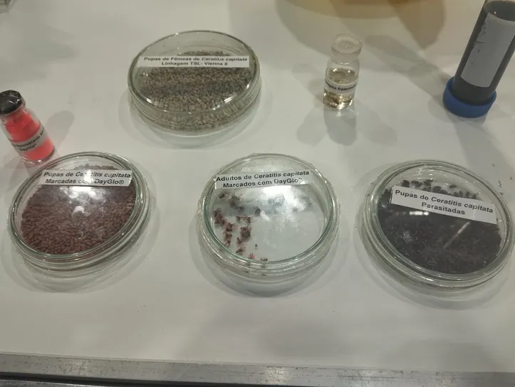 Imagem ilustrativa da imagem Essa pequena mosca pode mudar um problema que afeta frutas do seu dia a dia