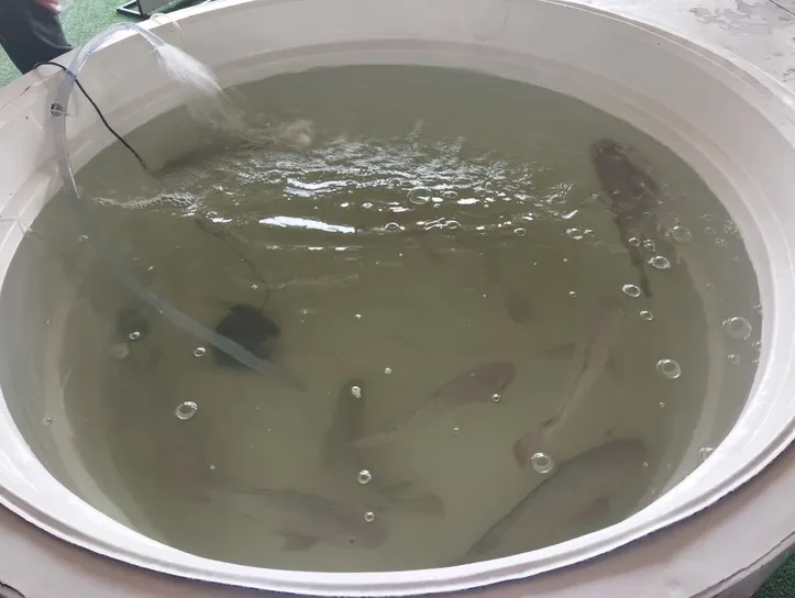 Imagem ilustrativa da imagem Essa pequena mosca pode mudar um problema que afeta frutas do seu dia a dia