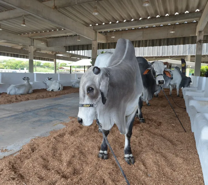 Animais na Fenagro 2025