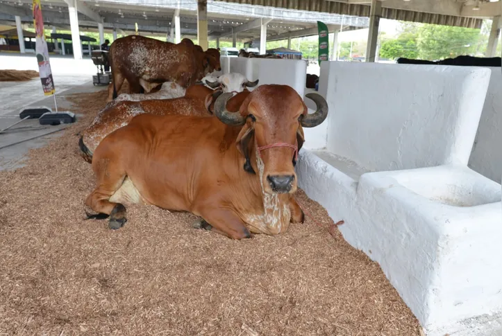 Animais na Fenagro 2025