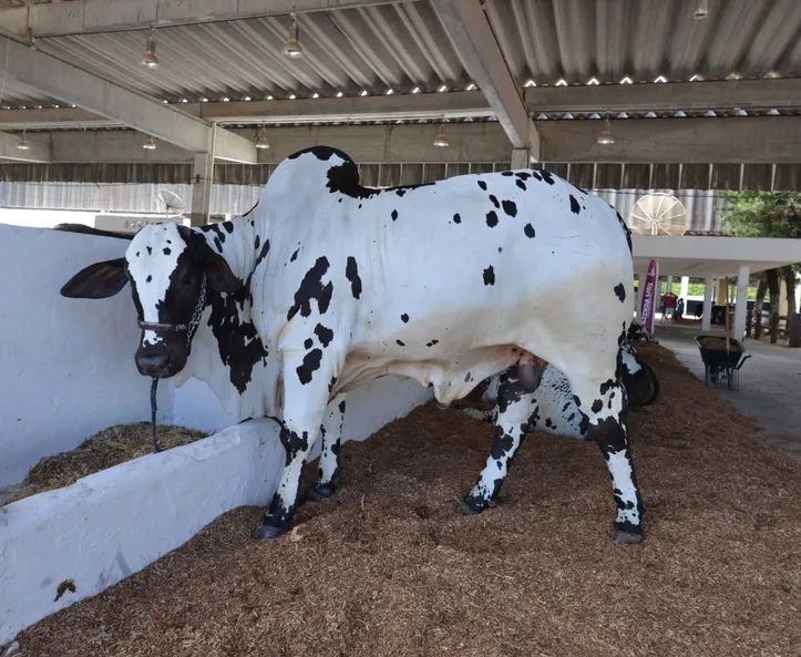 Animais na Fenagro 2025