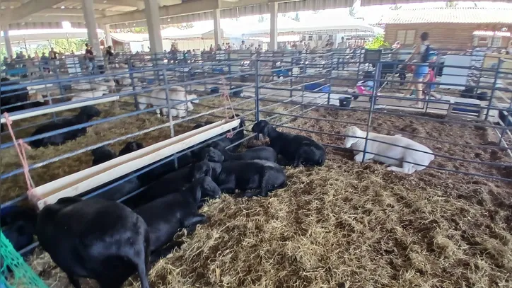 Imagem ilustrativa da imagem O que acontece depois que a Fenagro acaba? Saiba como animais voltam para casa