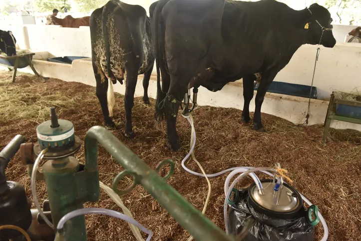 Imagem ilustrativa da imagem Inacreditável! Vaca ultrapassa 100 kg de leite e quebra recorde histórico