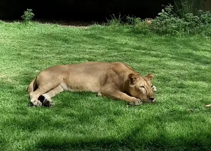 Imagem ilustrativa da imagem Laudo confirma causa da morte de jovem atacado por leoa em zoológico