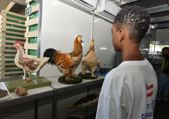 Imagem ilustrativa da imagem Leão, vísceras e ciência: museu mostra como são os animais por dentro