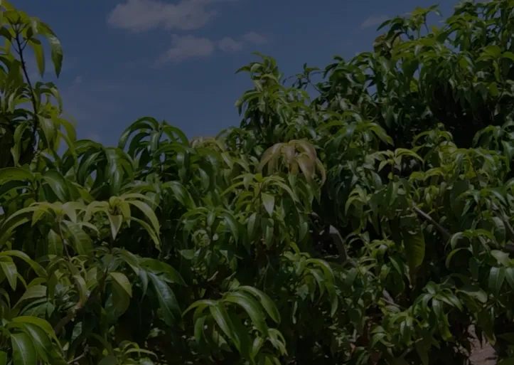 Imagem ilustrativa da imagem Rio São Francisco e o impacto na irrigação da fruticultura na Bahia