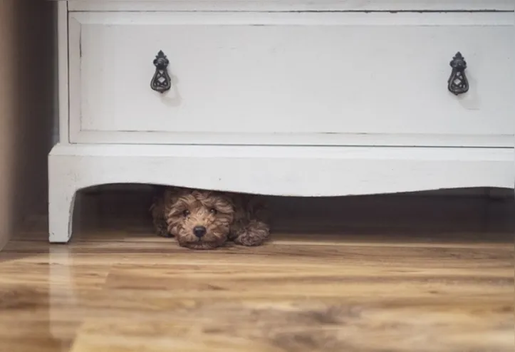 Little puppy is hiding under a cupboard