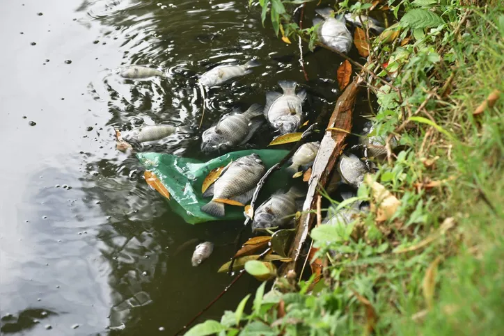 Órgãos estaduais se manifestam após ocorrência